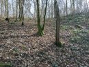 Bois du Châtelard